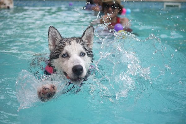 Even your pets will enjoy your new pool